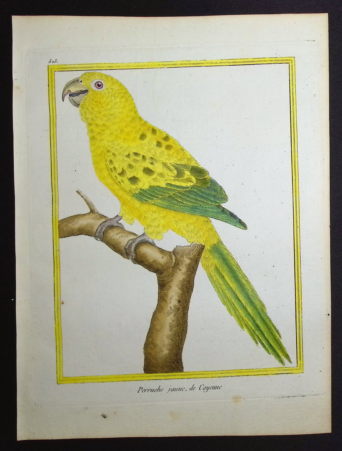 Parrot