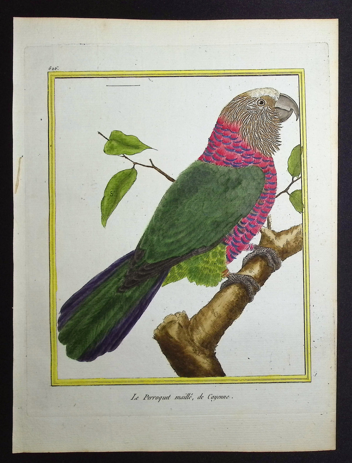 Parrot