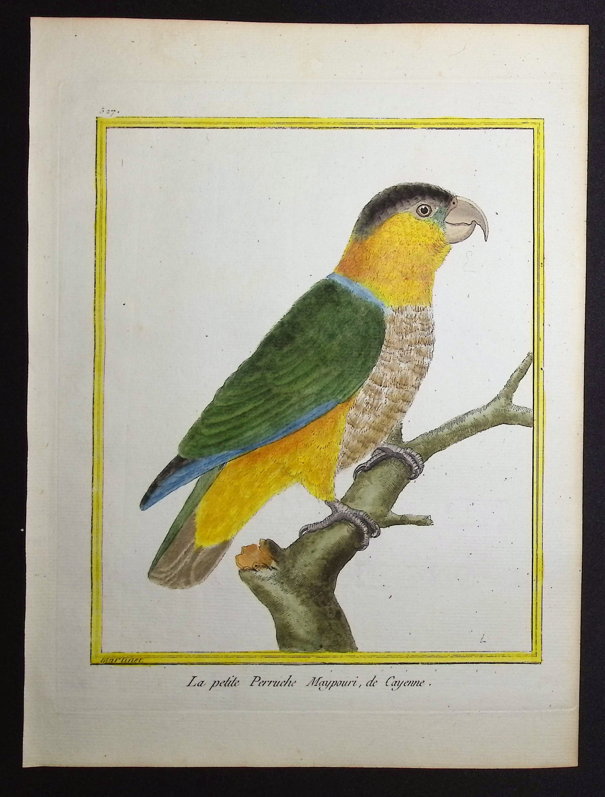 Parrot