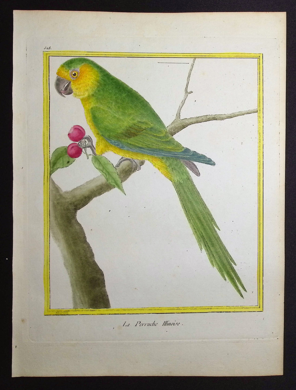 Parrot