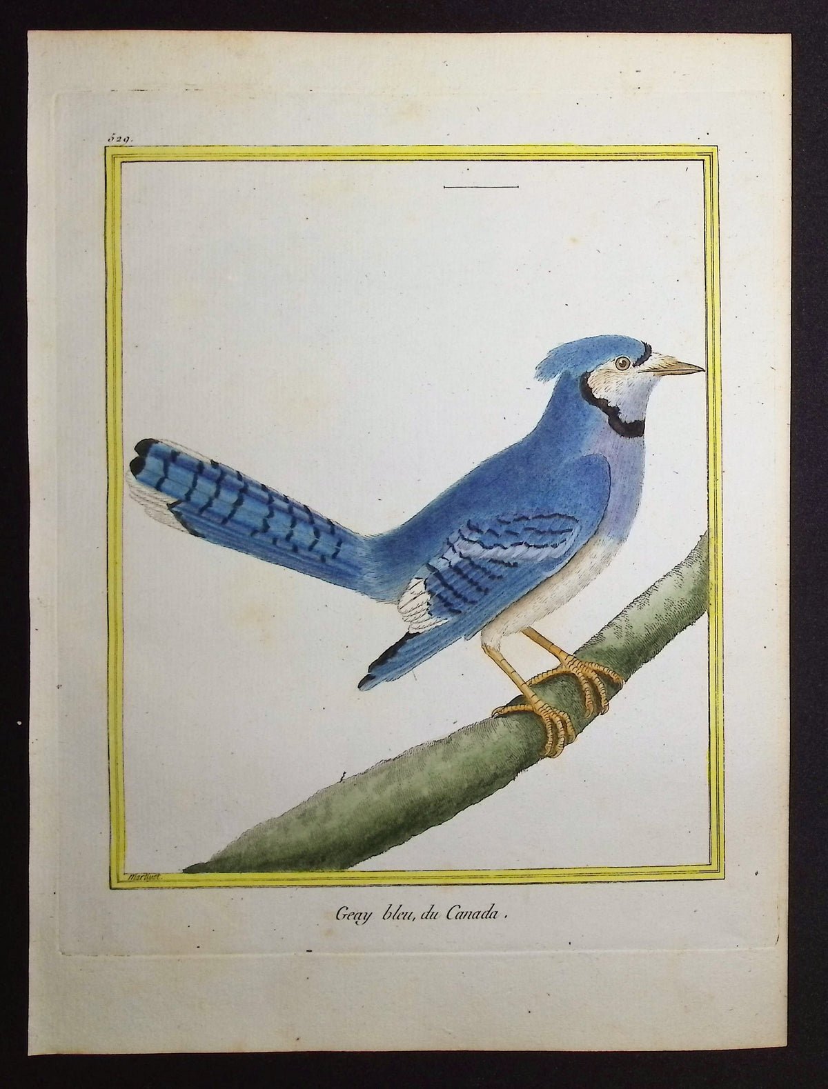 Blue Jay