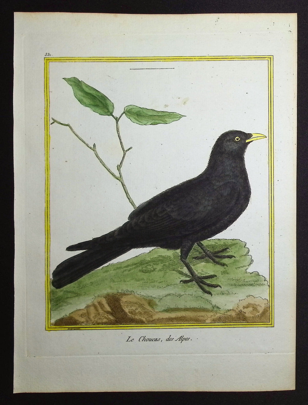 Chough