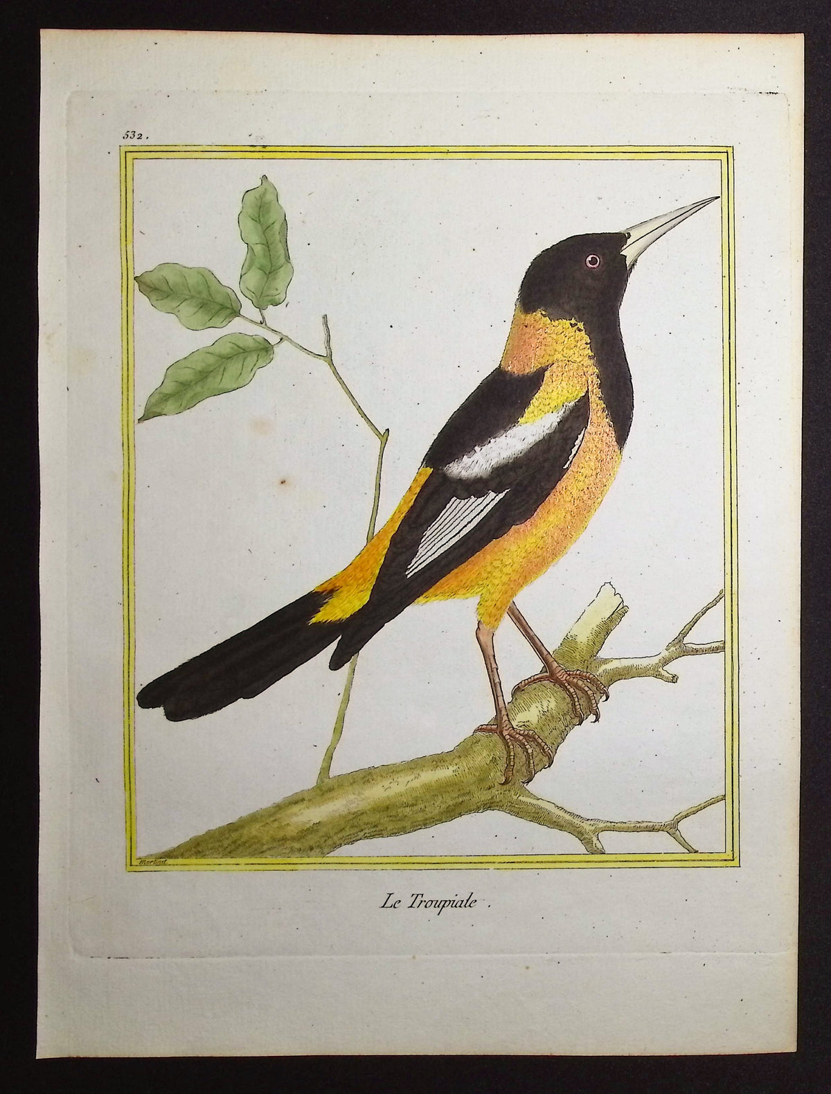 Troupial