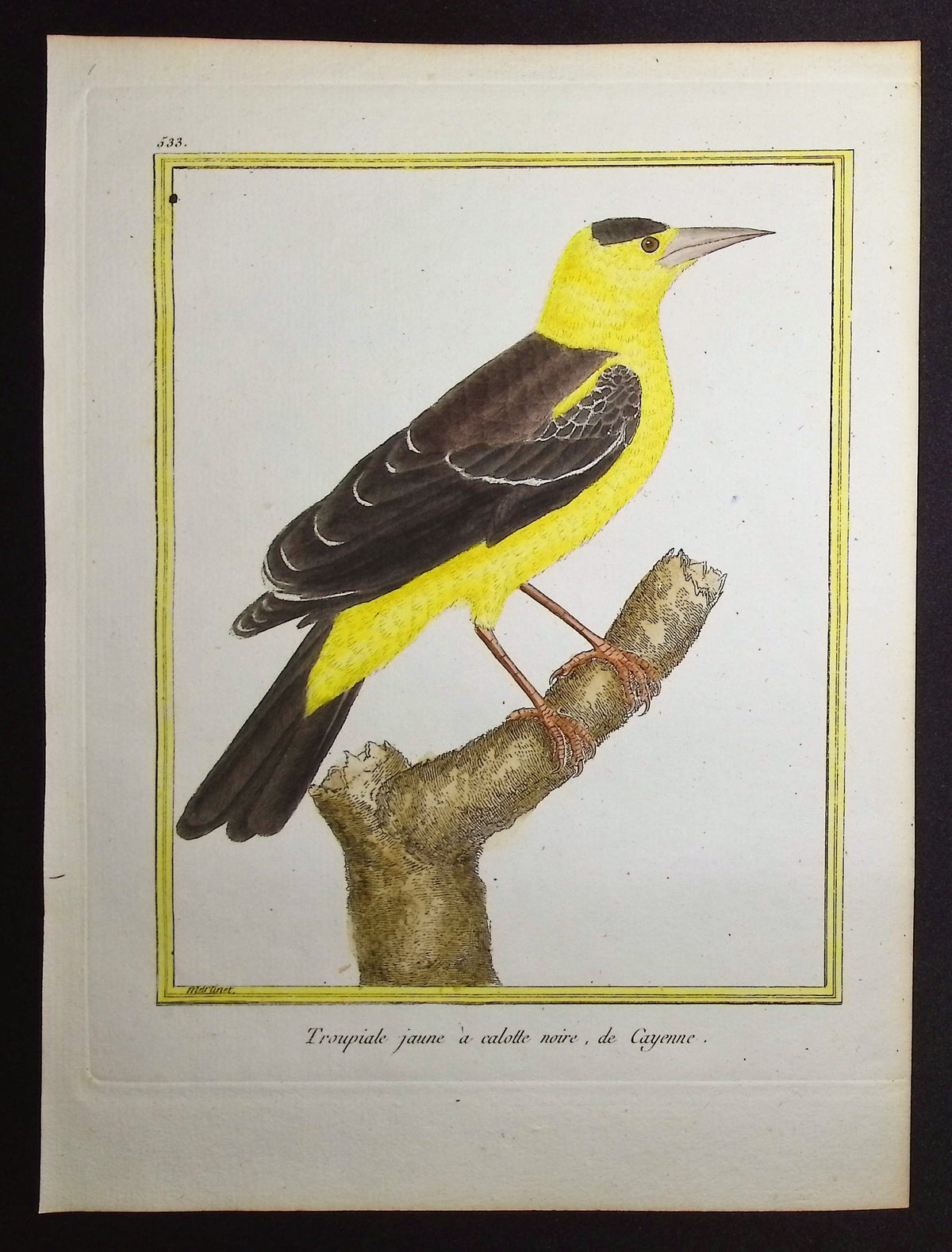 Troupial