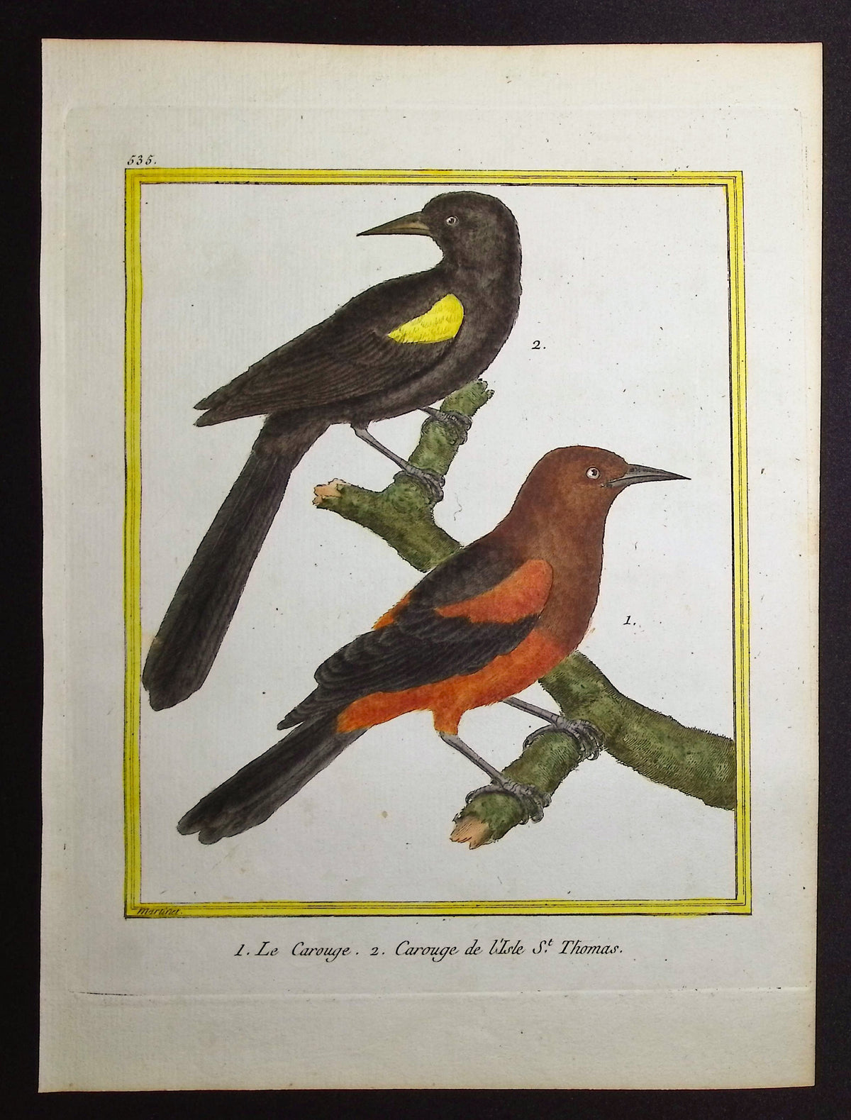 Blackbird