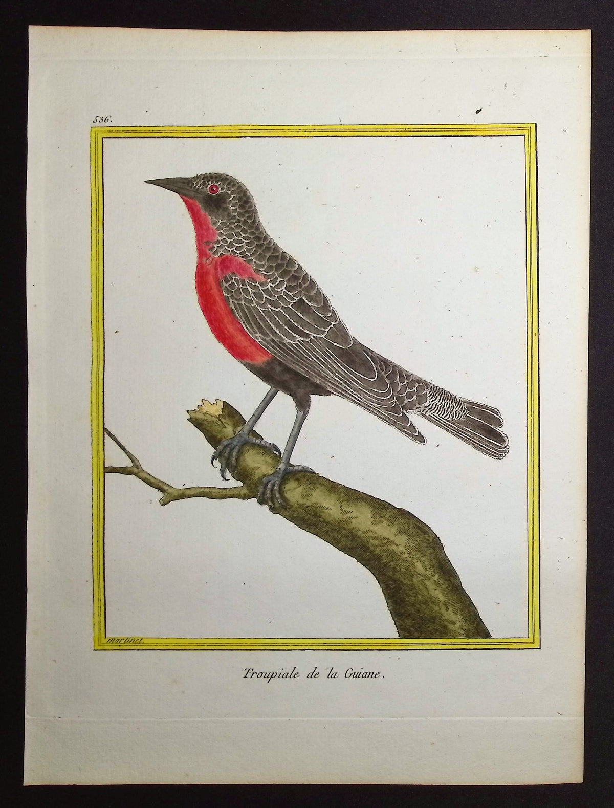 Troupial