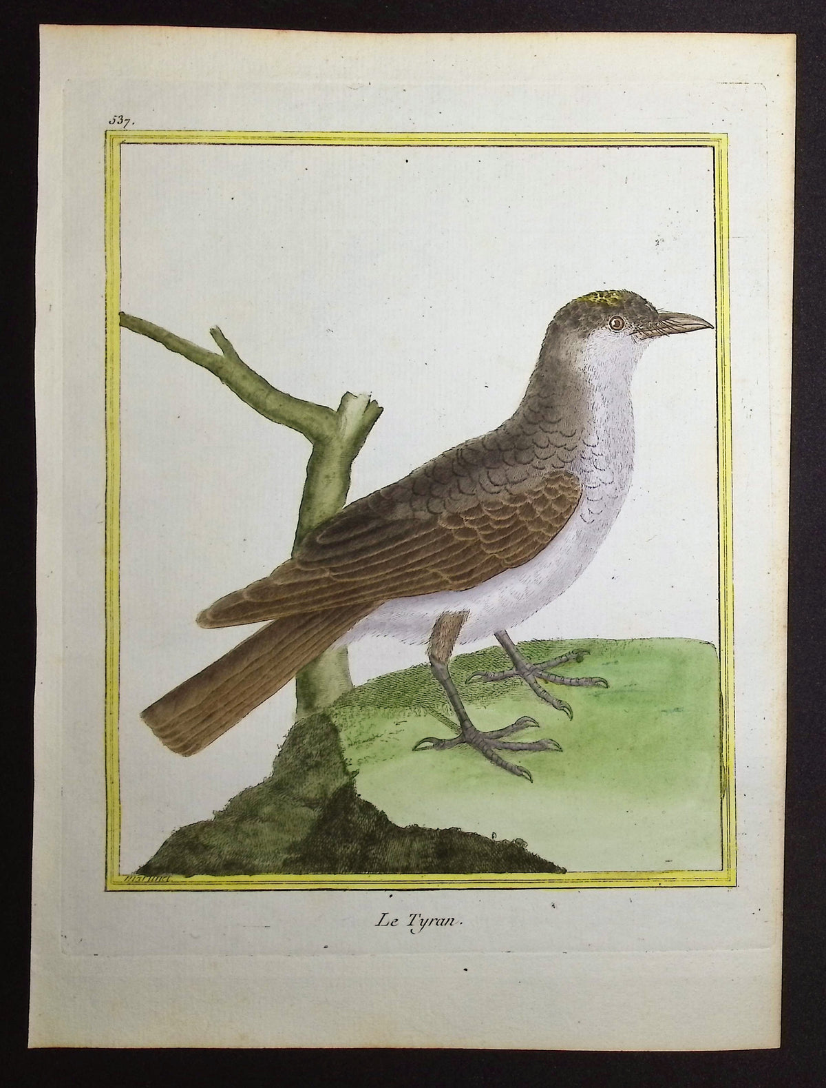 Flycatcher