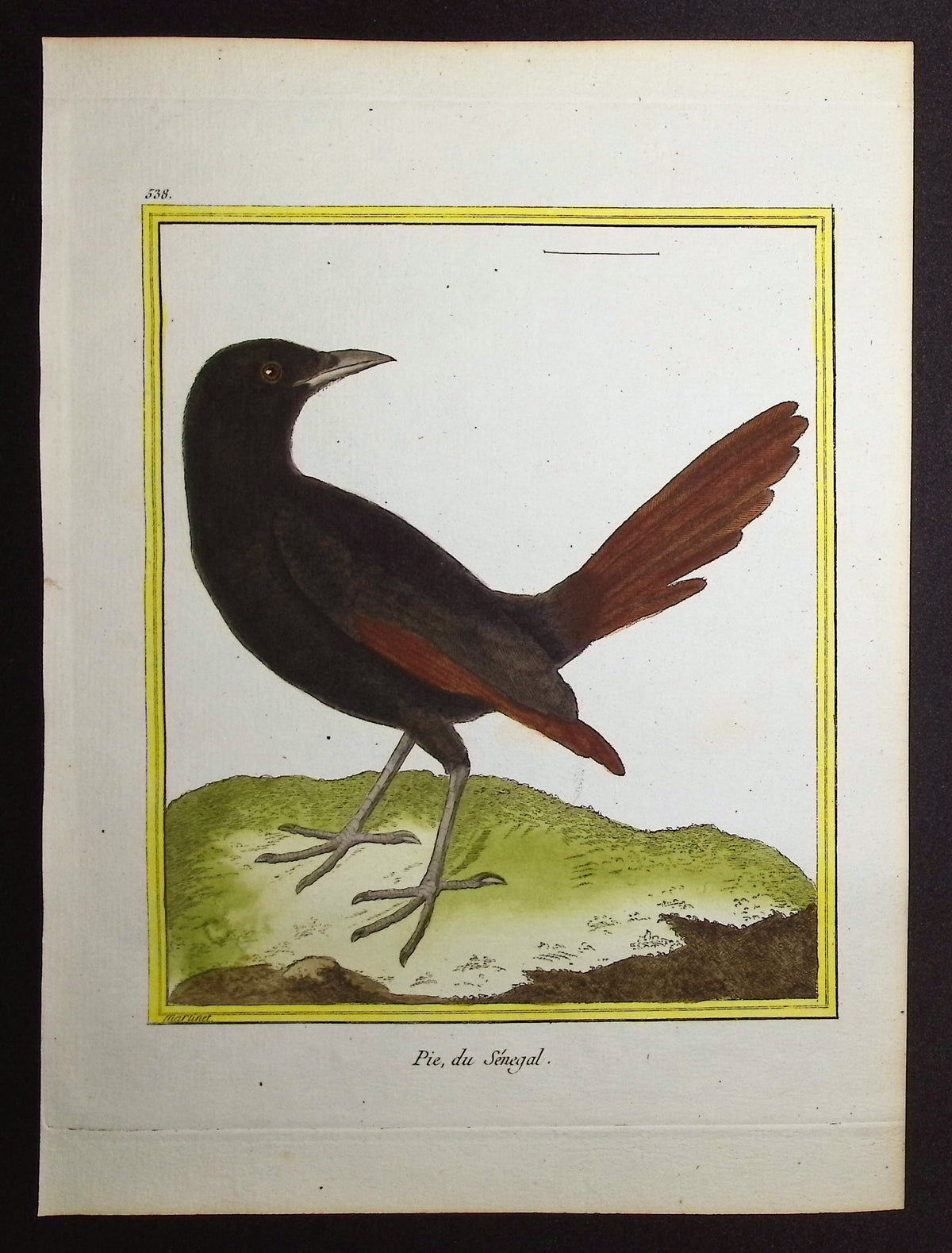 Magpie
