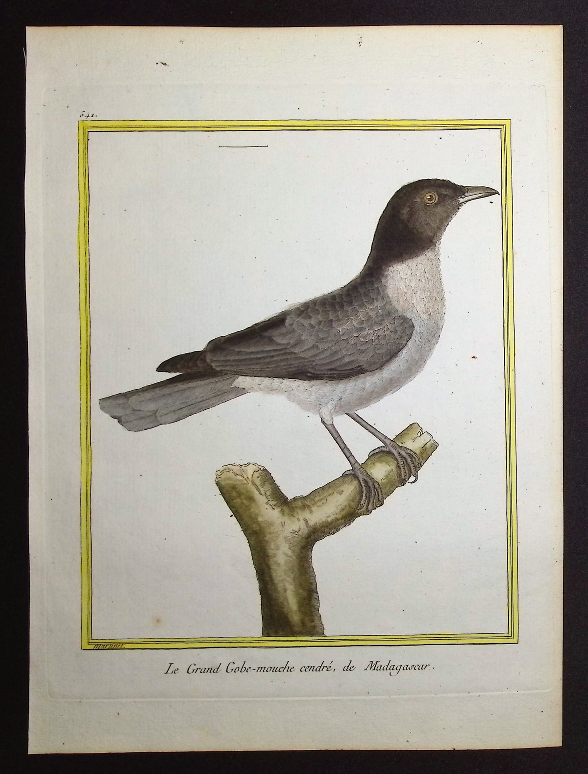Flycatcher