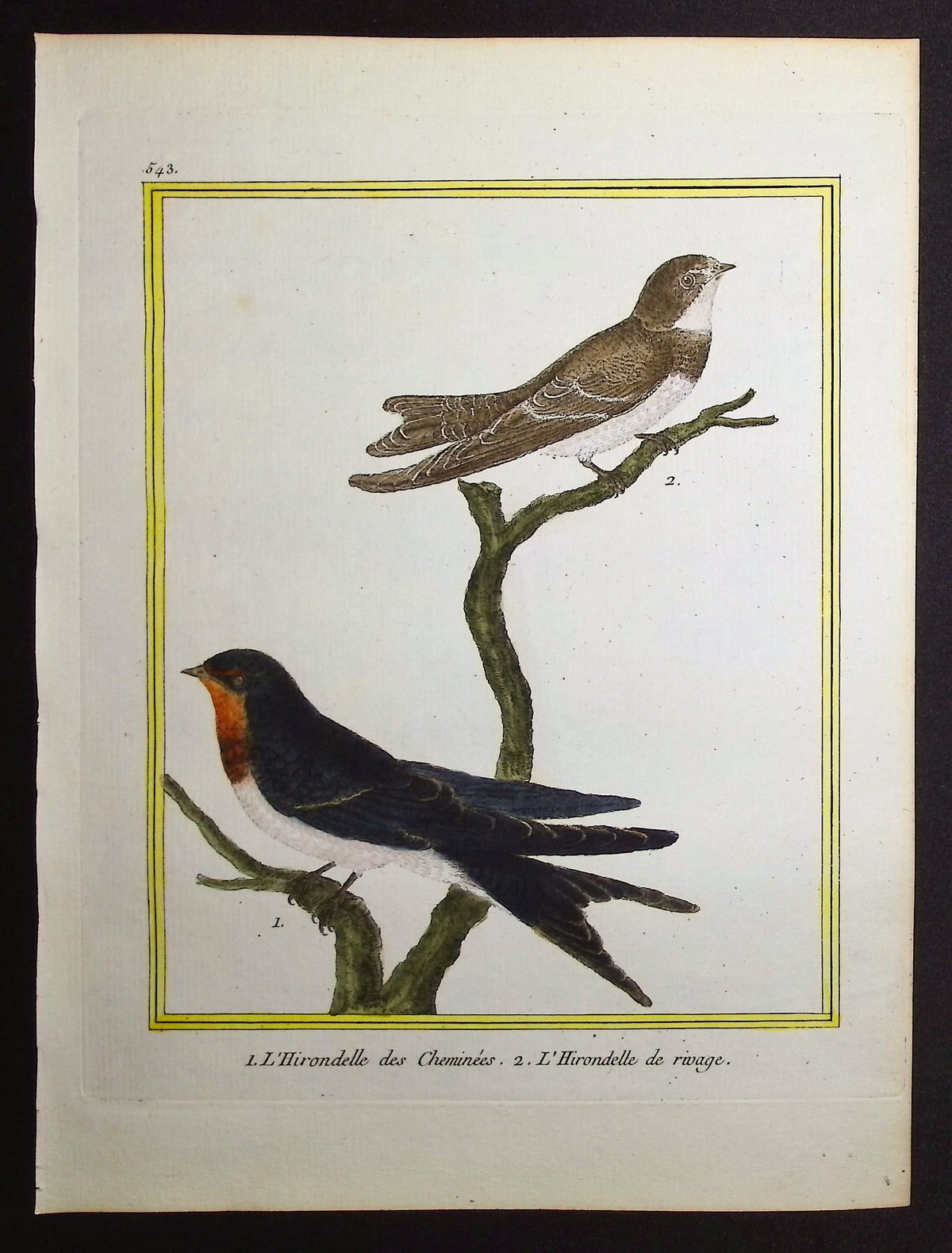 Swallow
