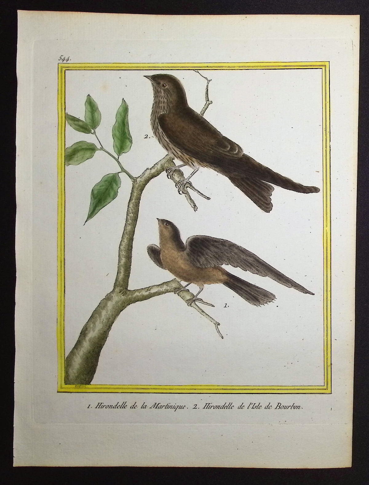 Swallow
