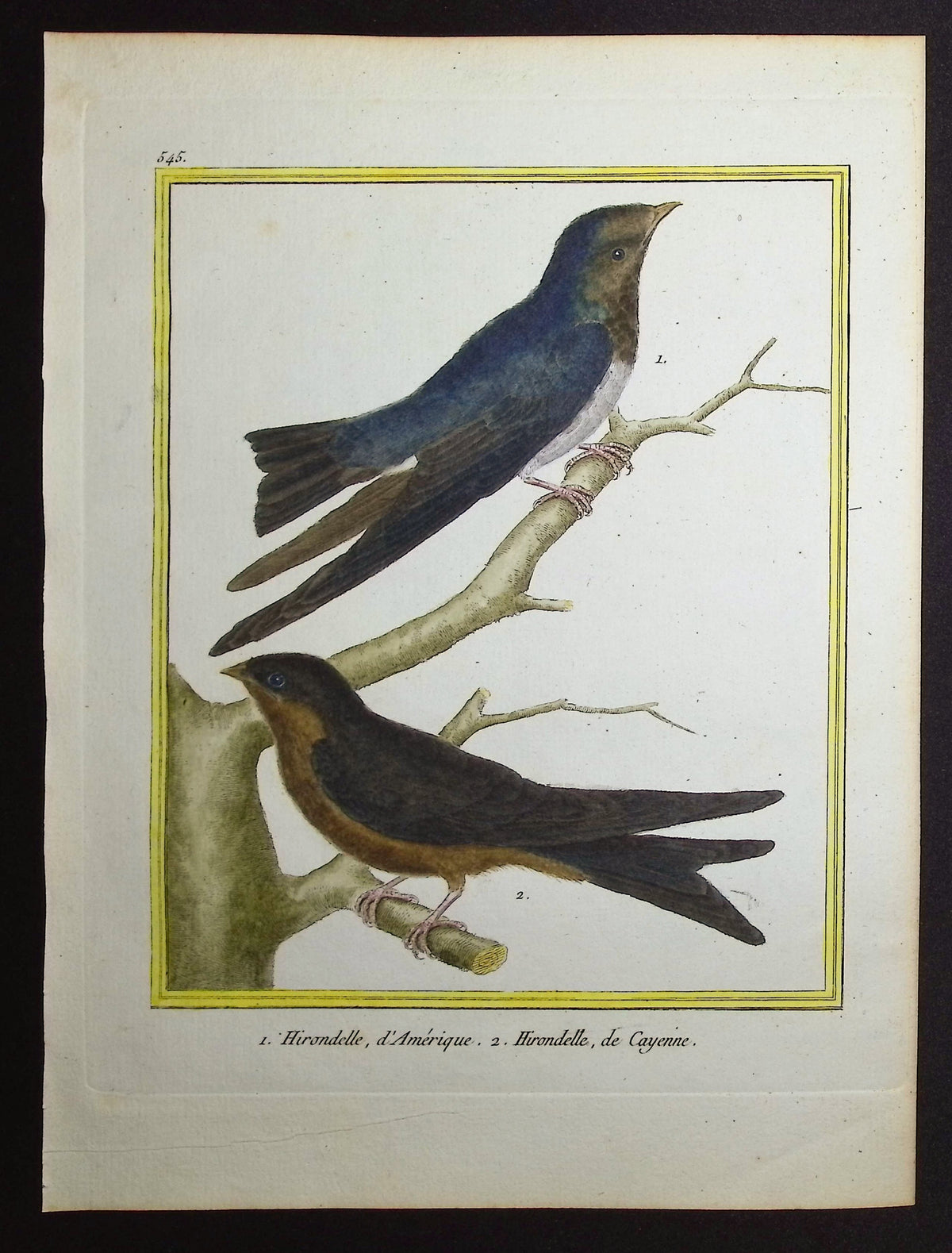 Swallow