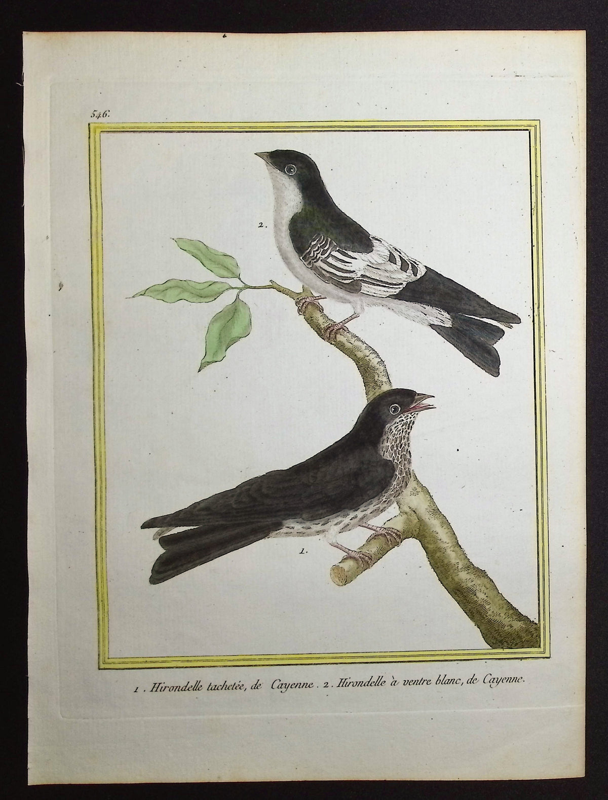 Swallow