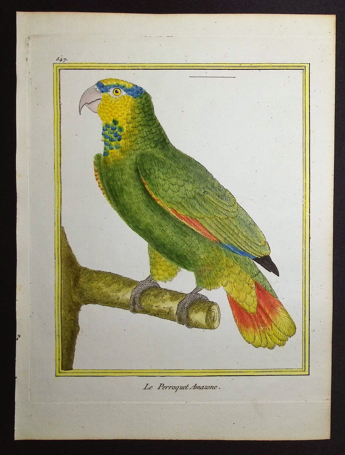 Parrot
