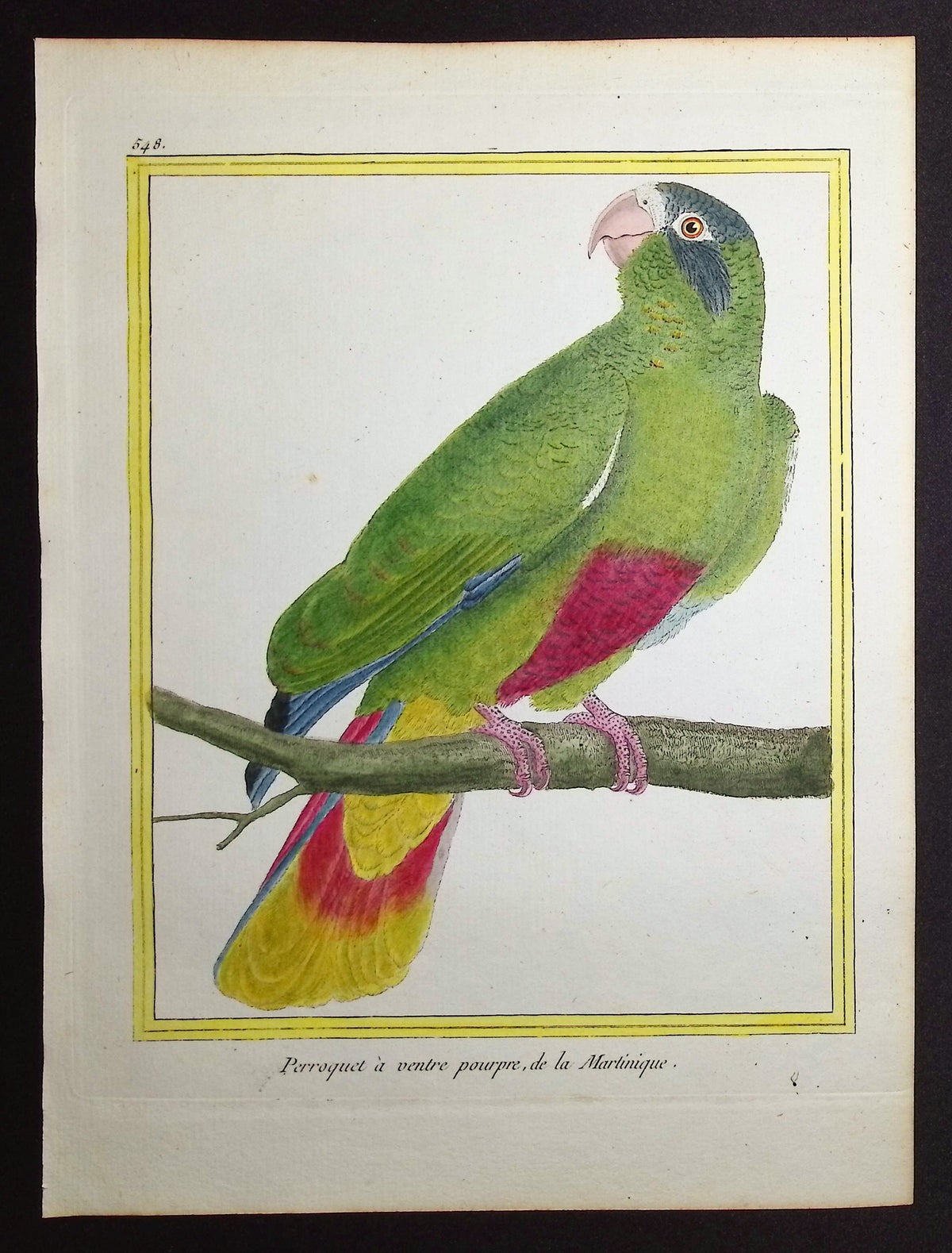 Parrot