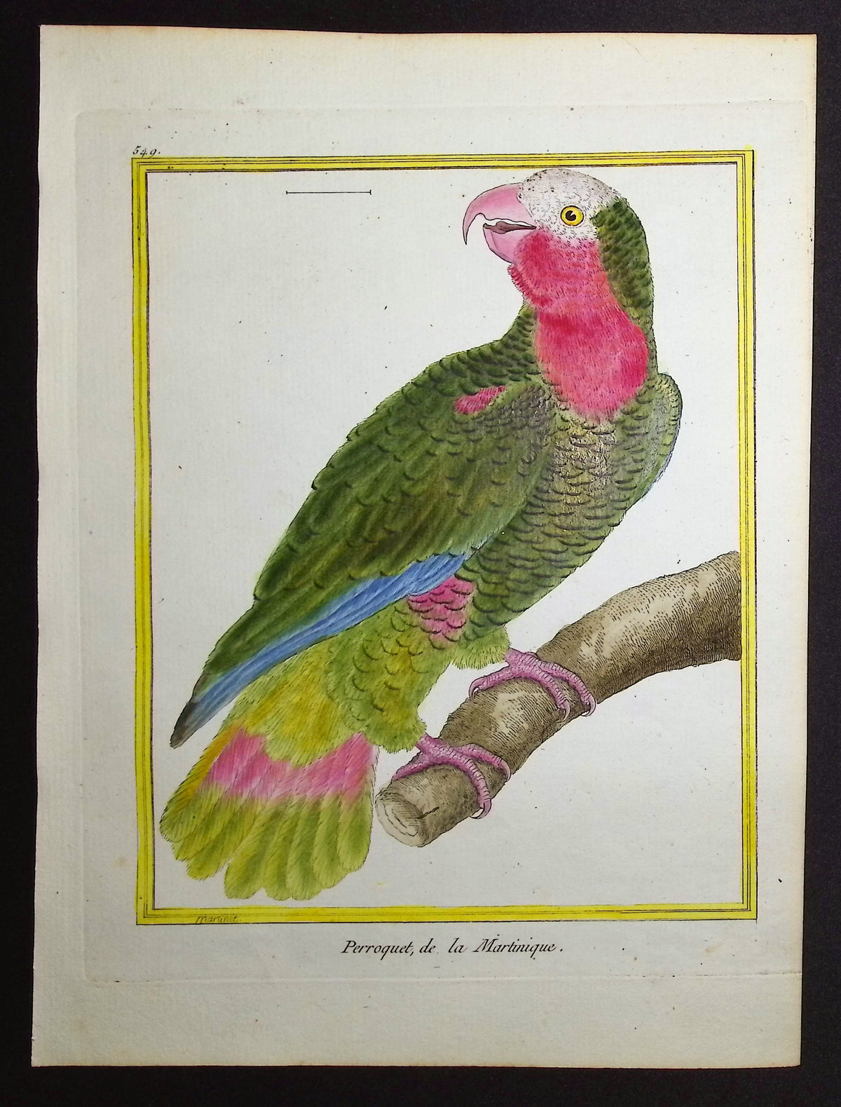 Parrot