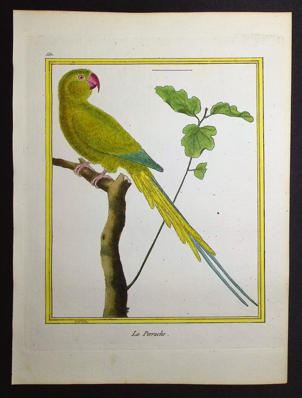 Parrot