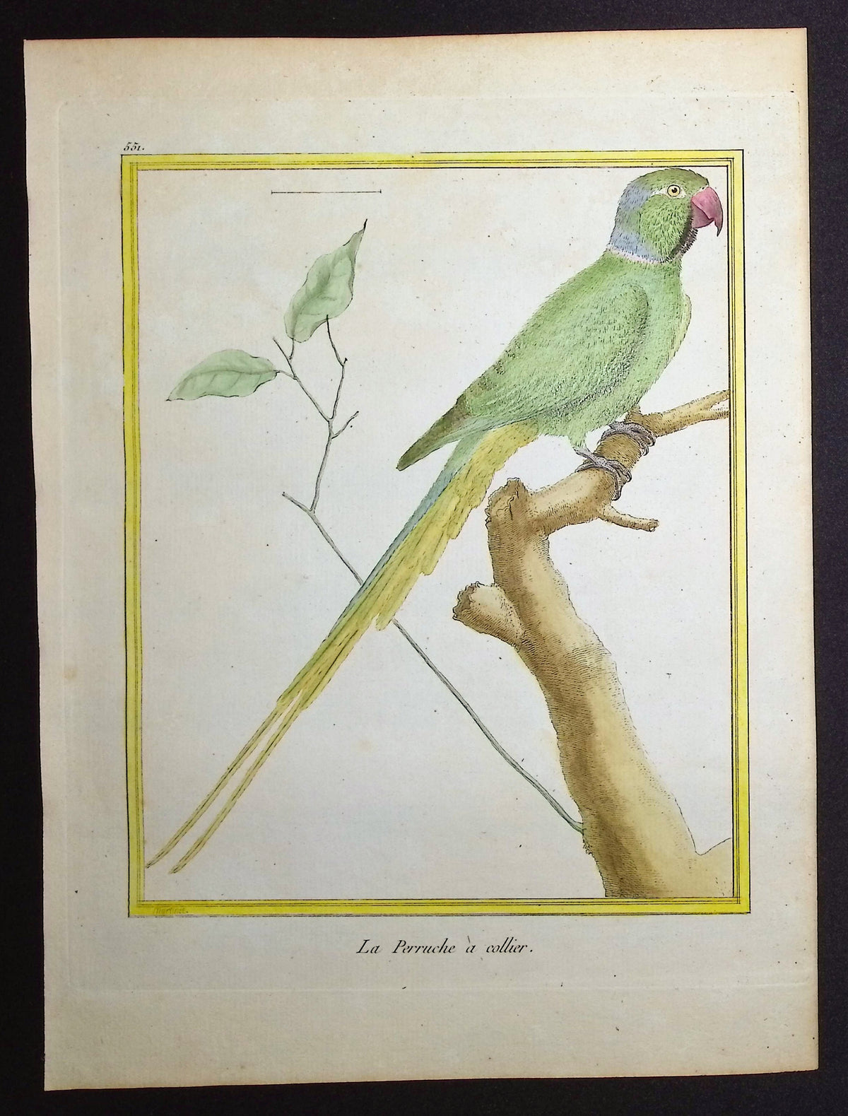 Parrot