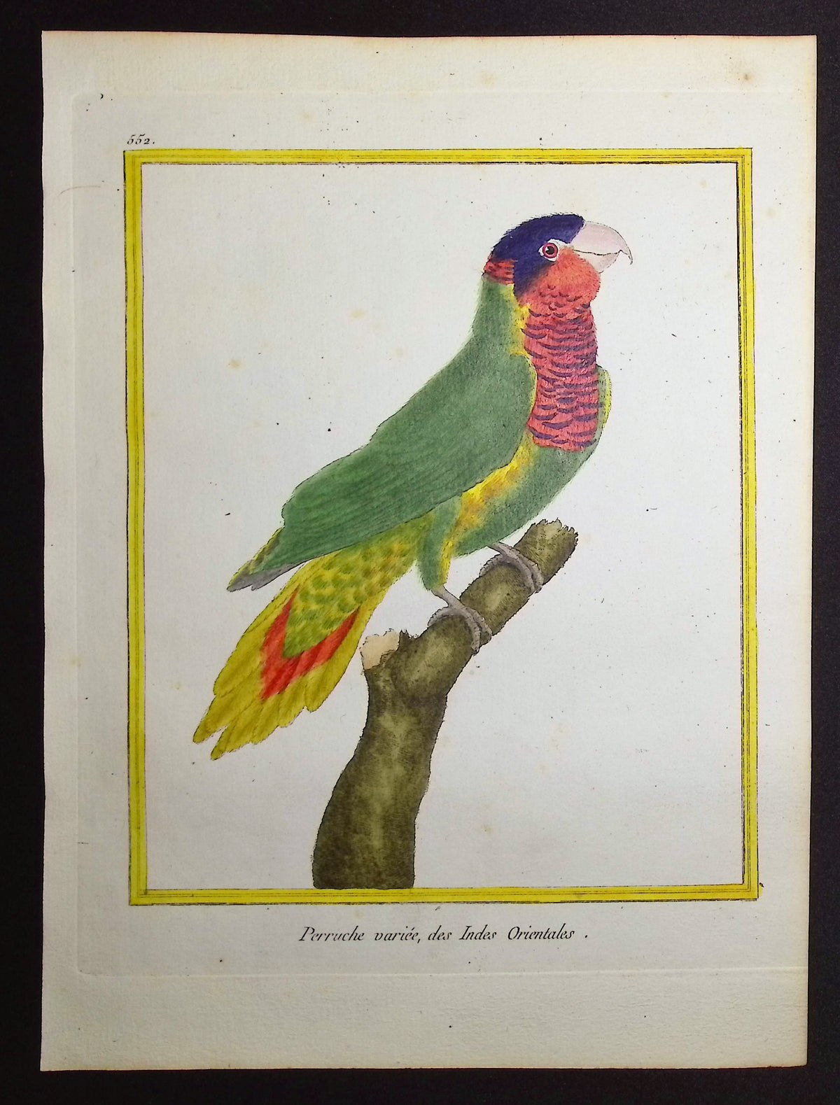 Parrot