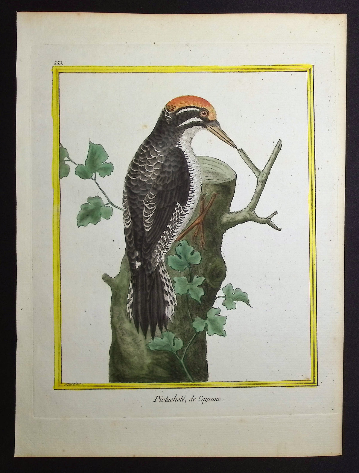 Woodpecker