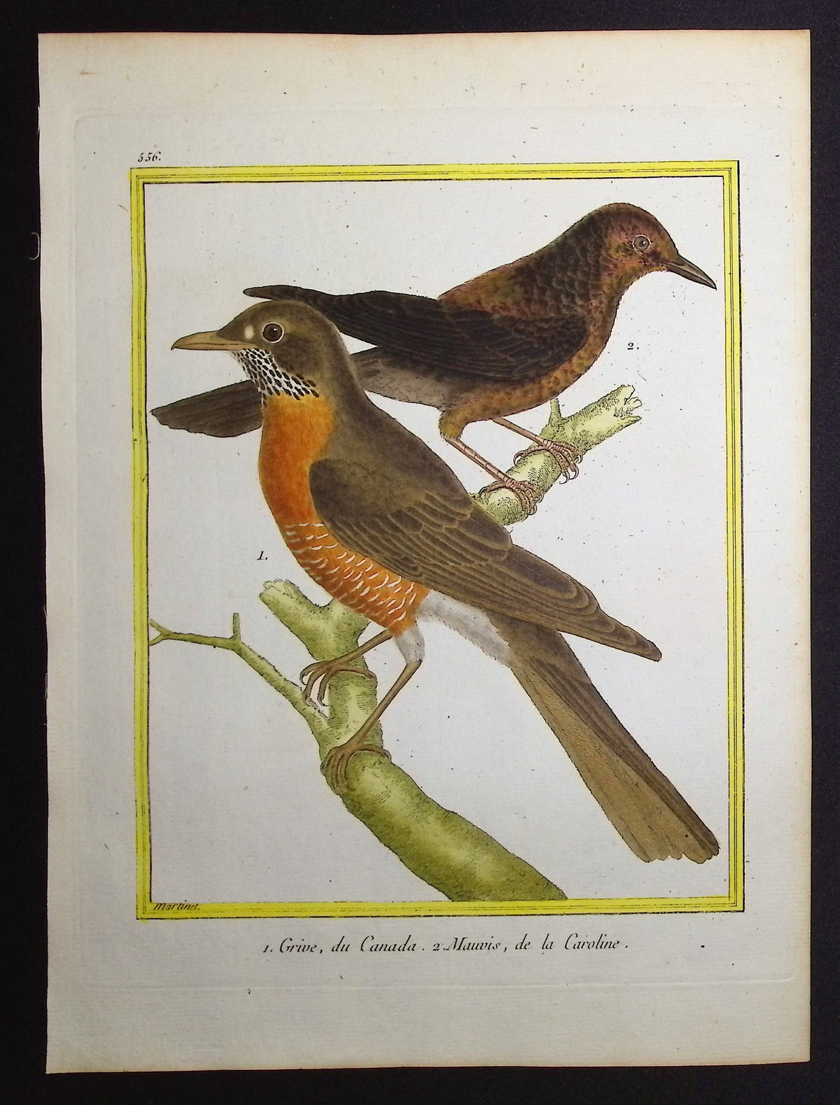 Thrush