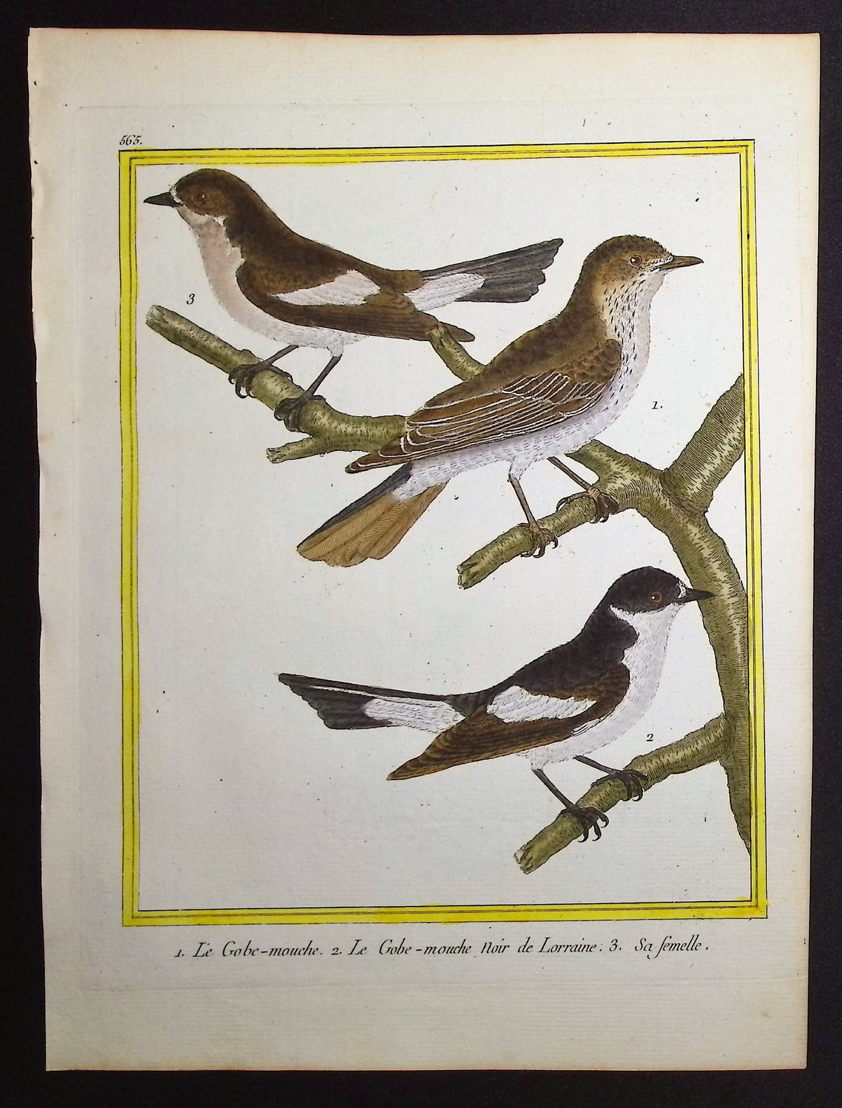 Flycatcher