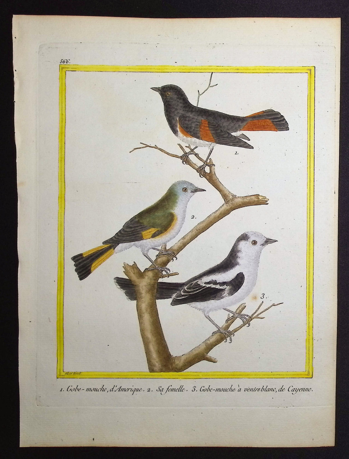 Flycatcher