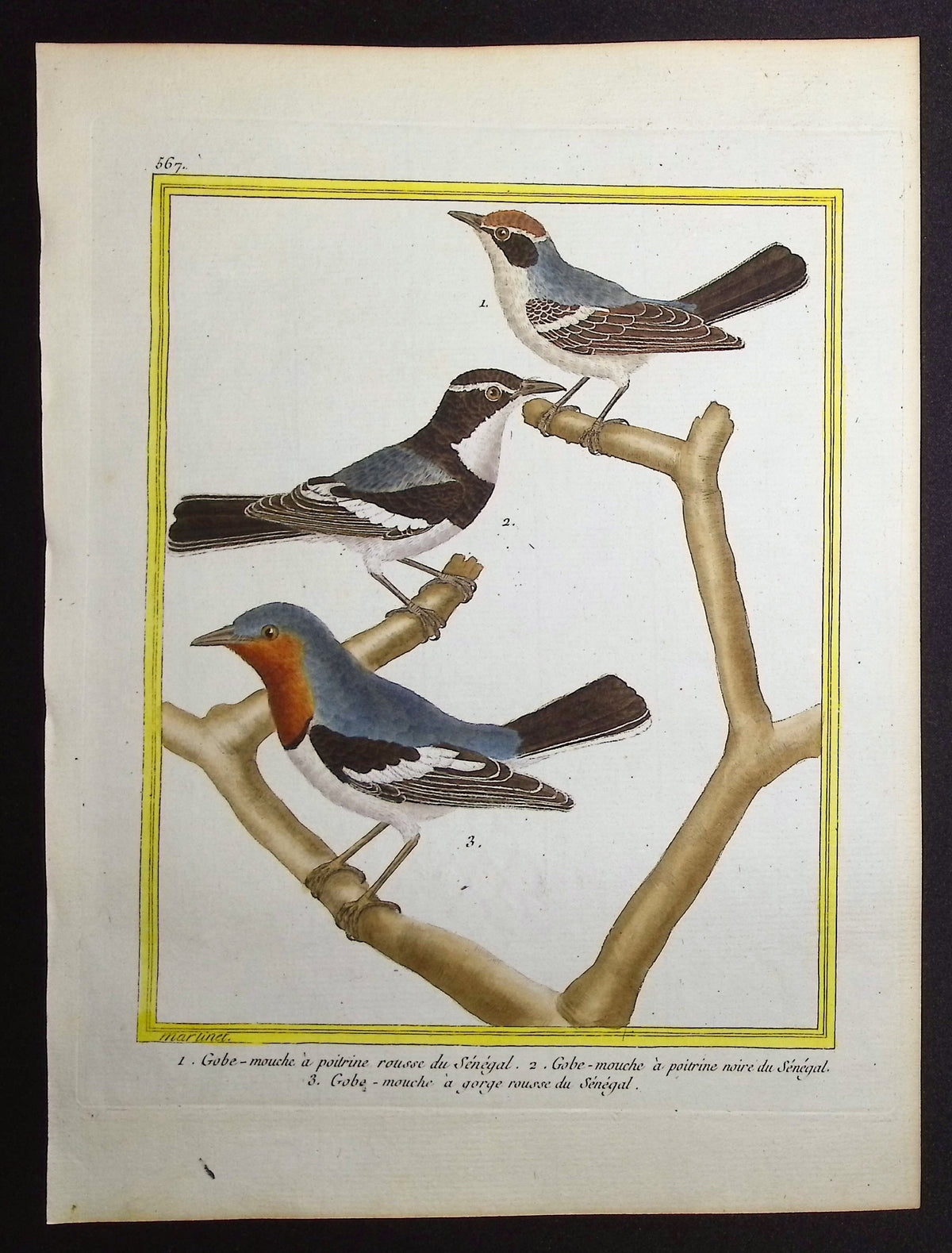 Flycatcher