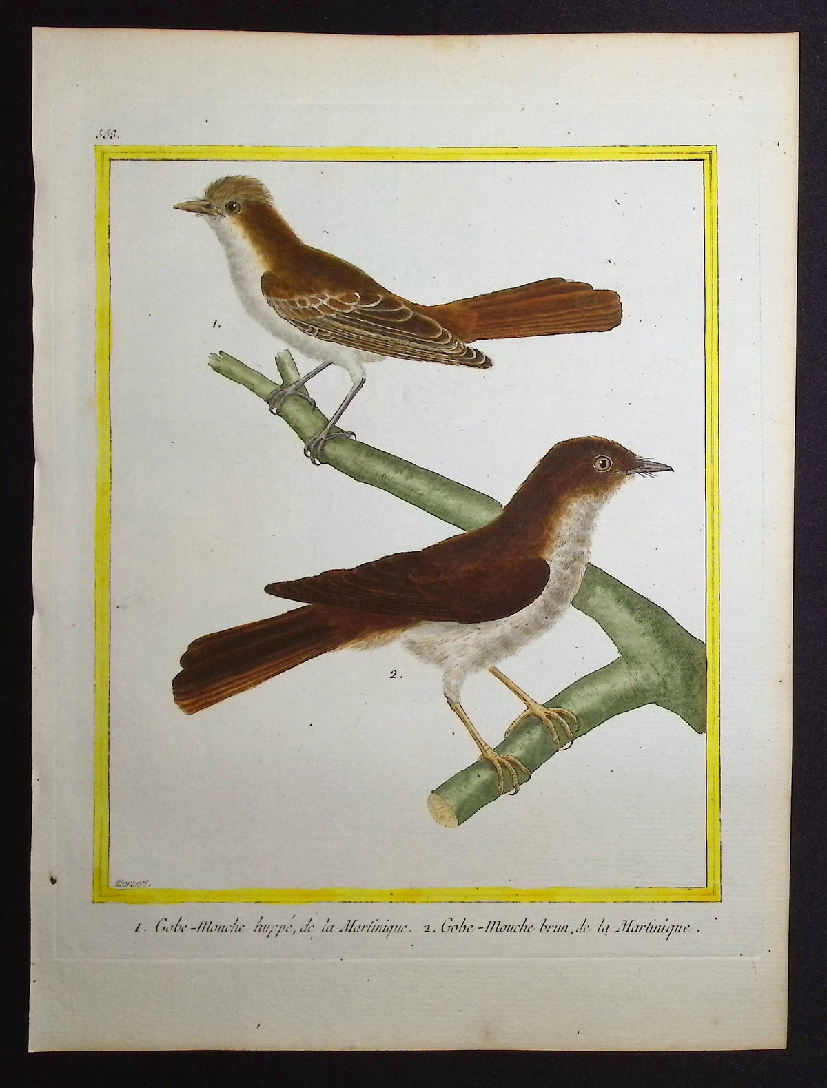 Flycatcher