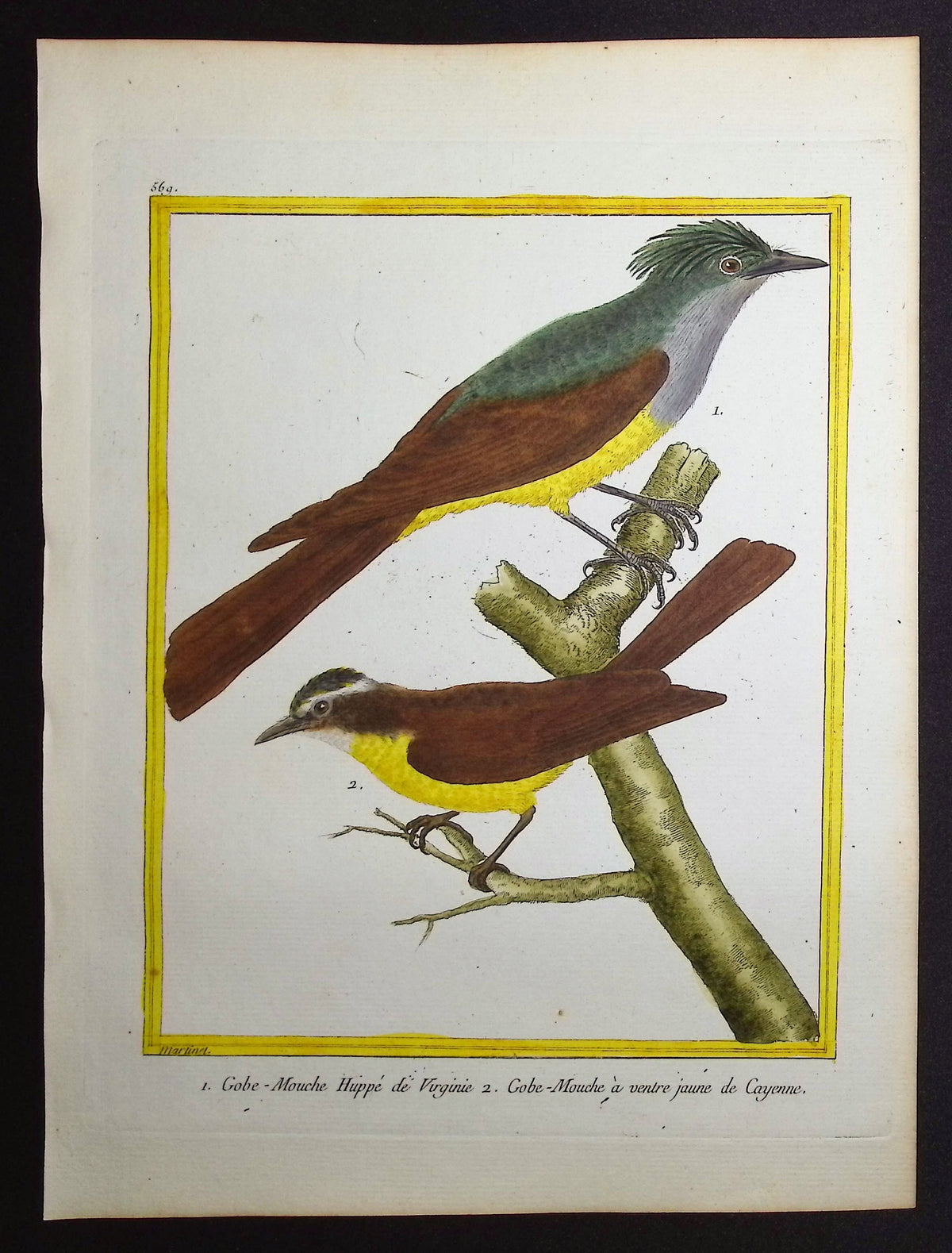 Flycatcher