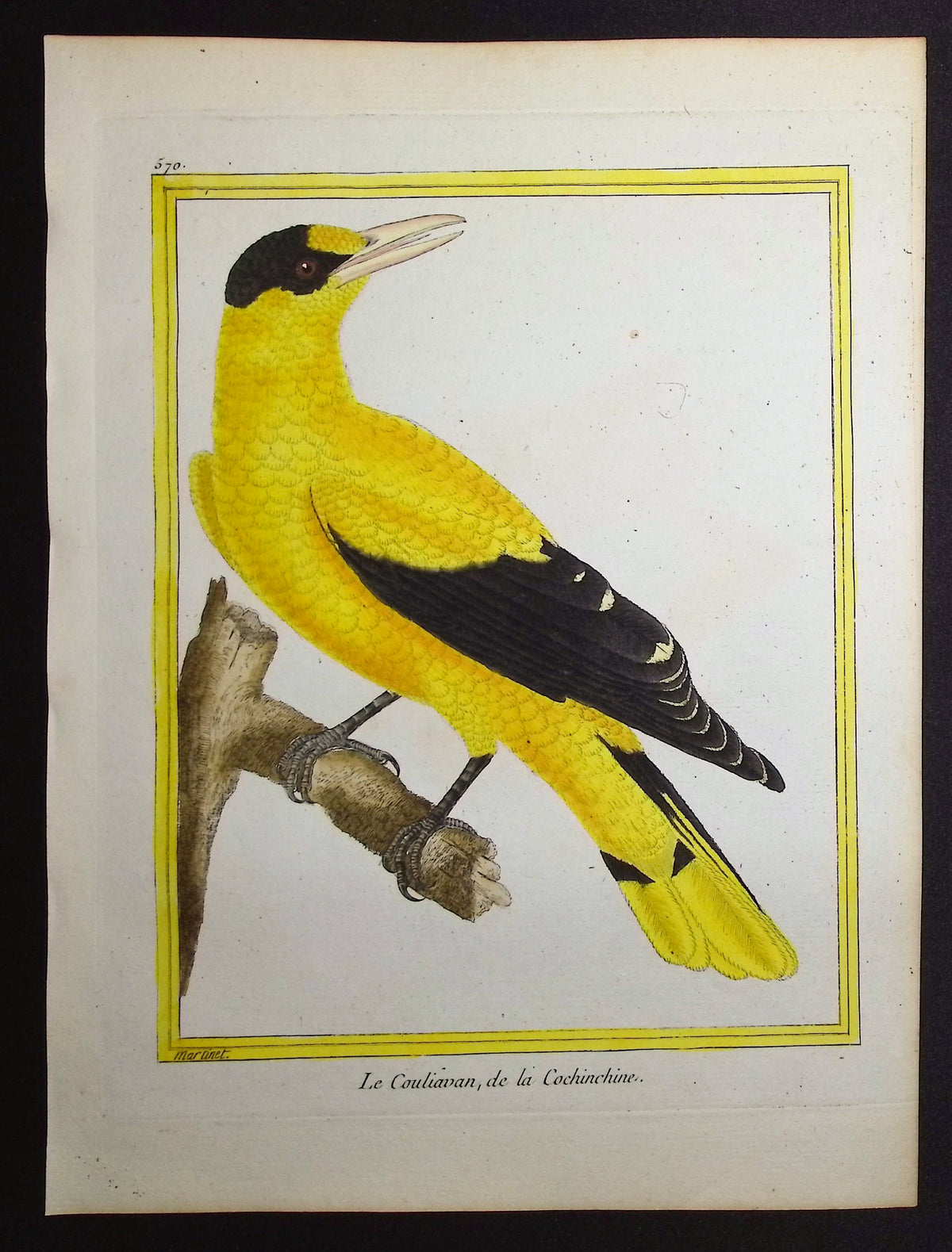 Oriole