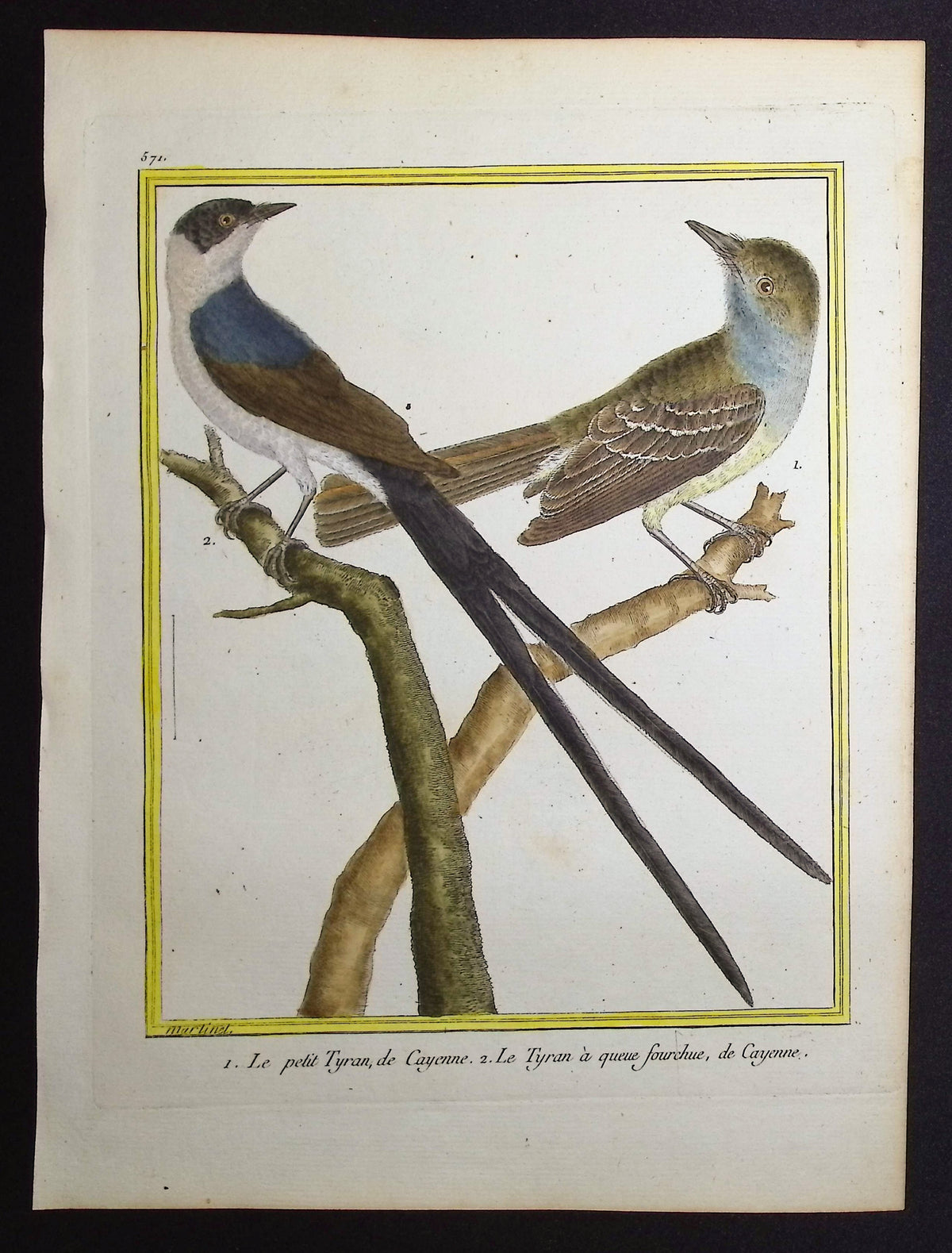 Flycatcher