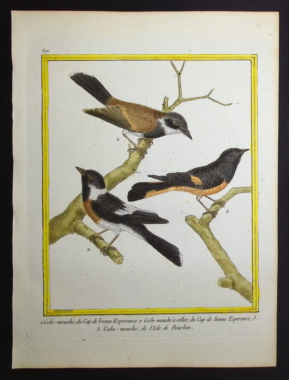 Flycatcher