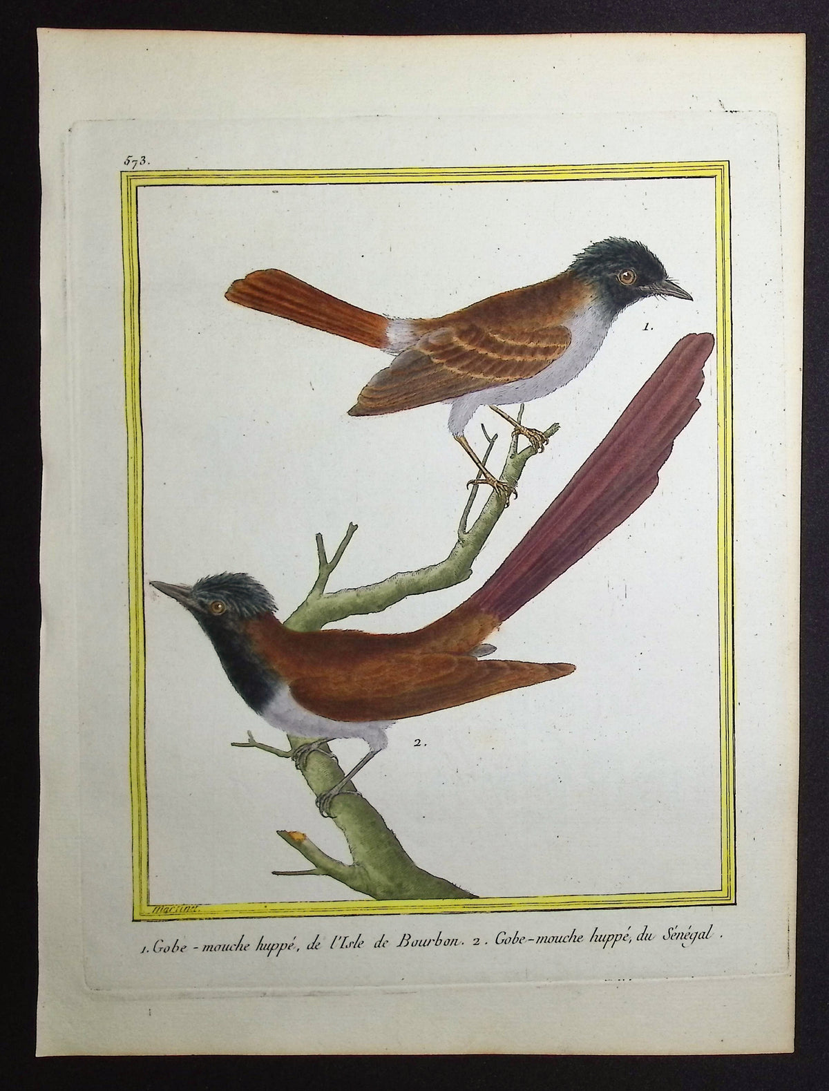 Flycatcher