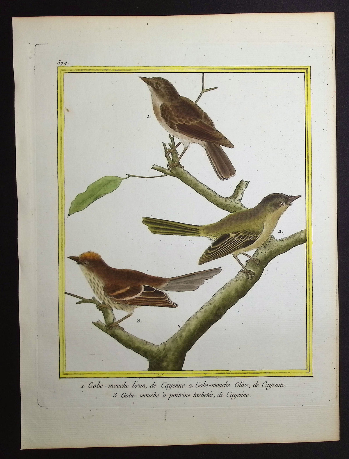 Flycatcher