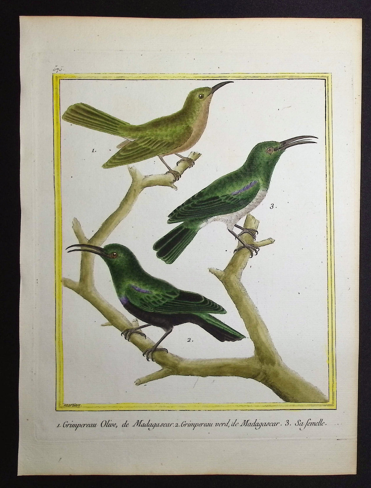 Treecreeper