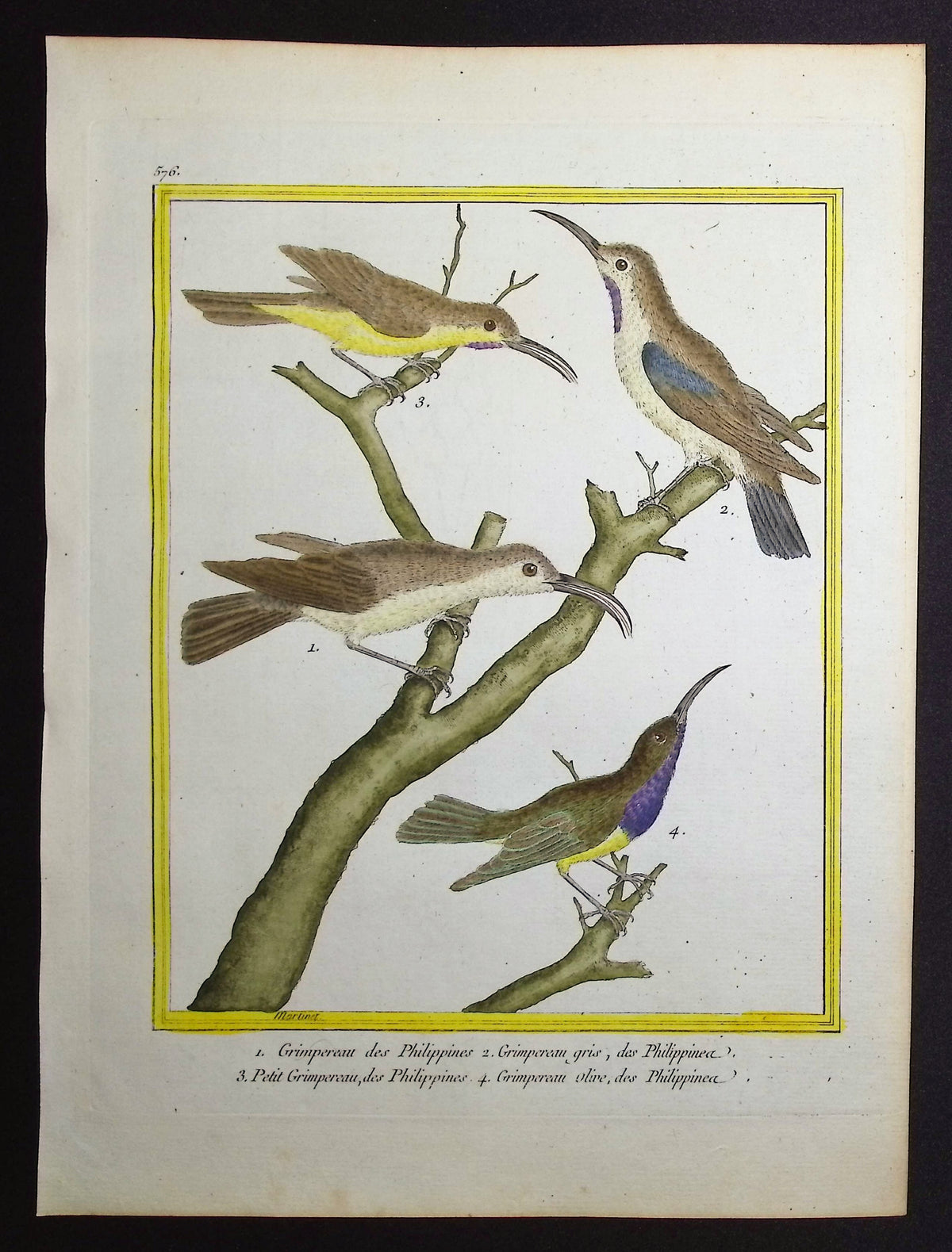 Treecreeper