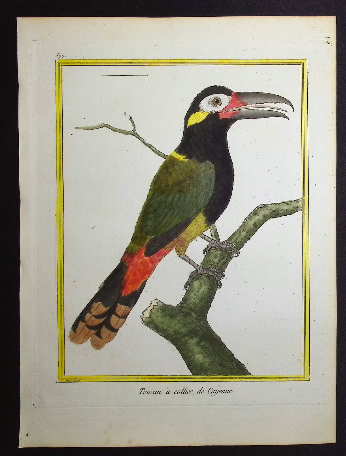 Toucan