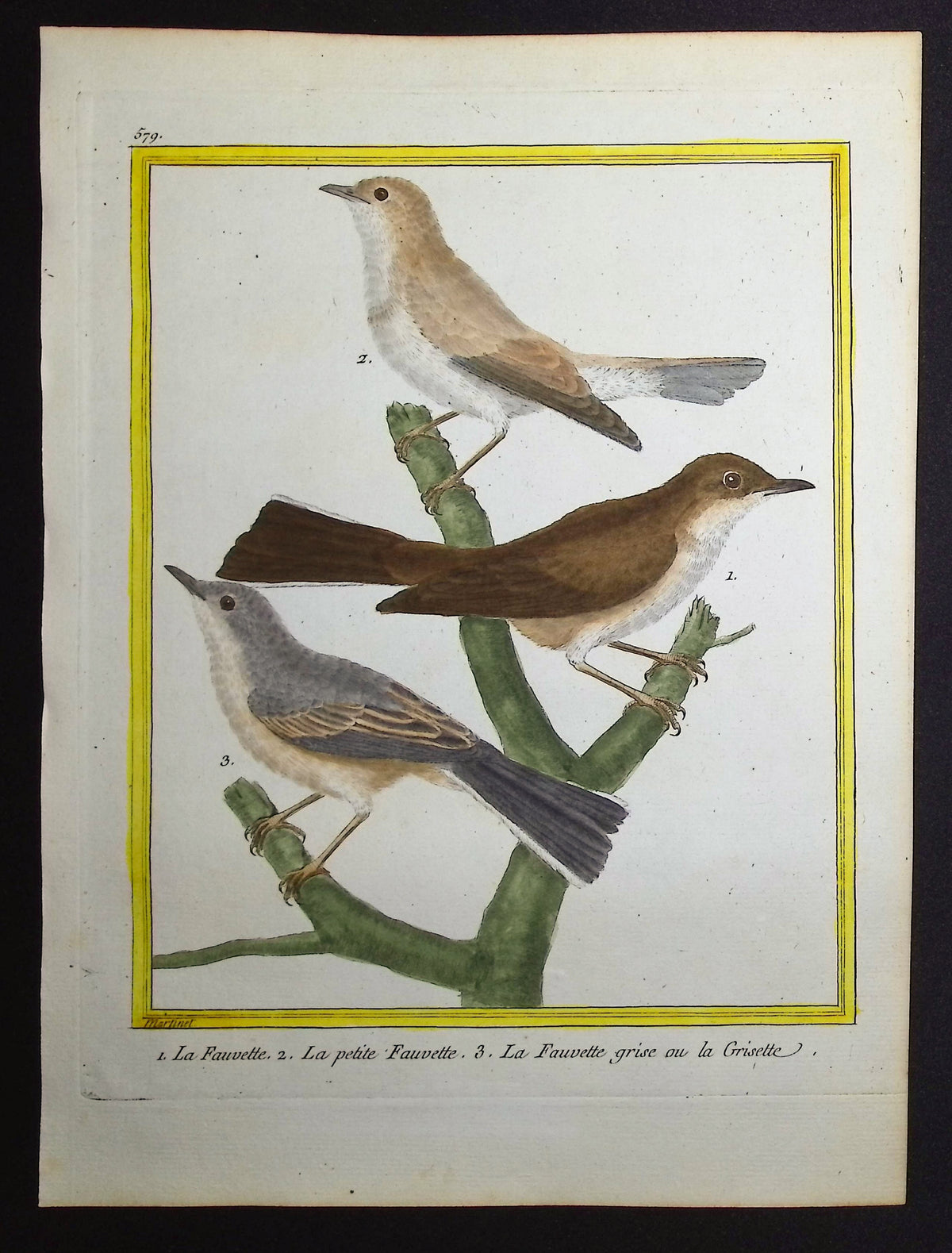 Warbler