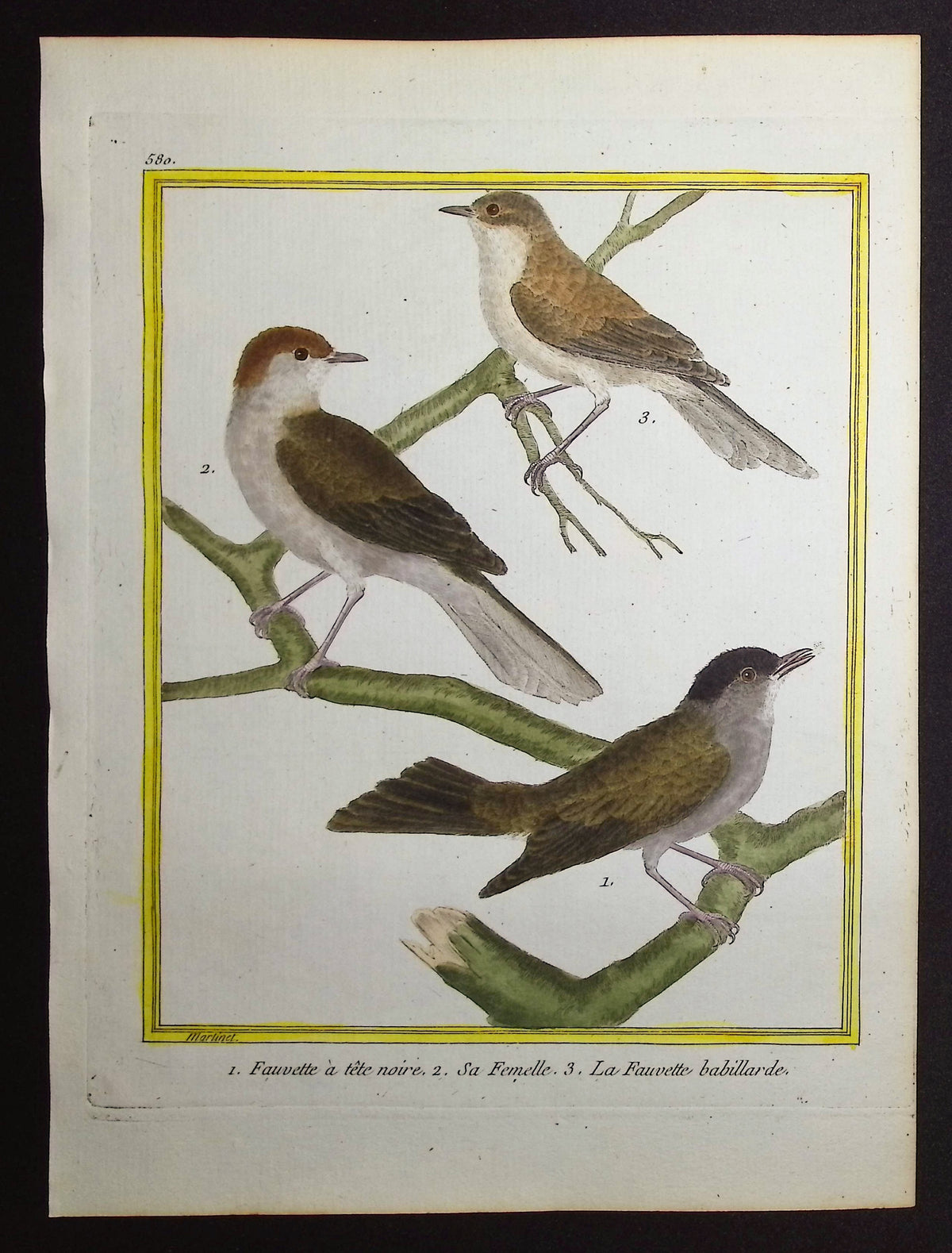 Warbler