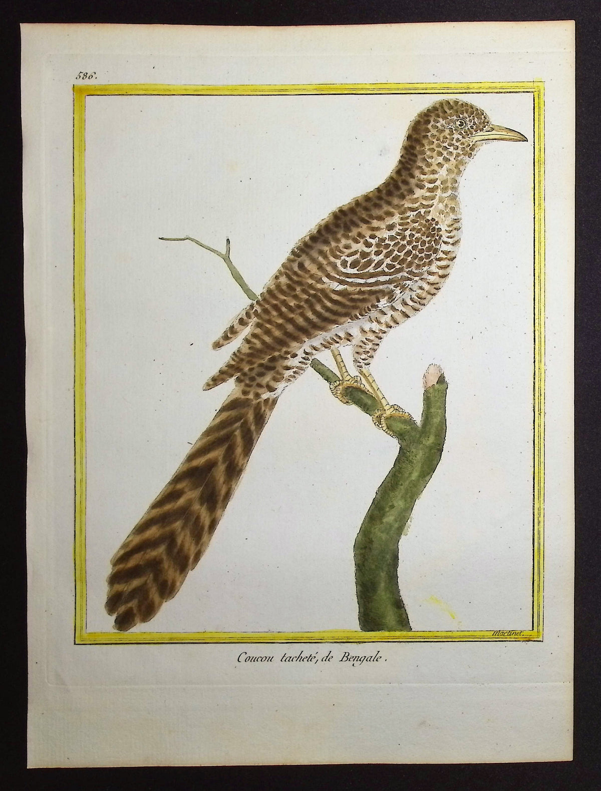 Cuckoo