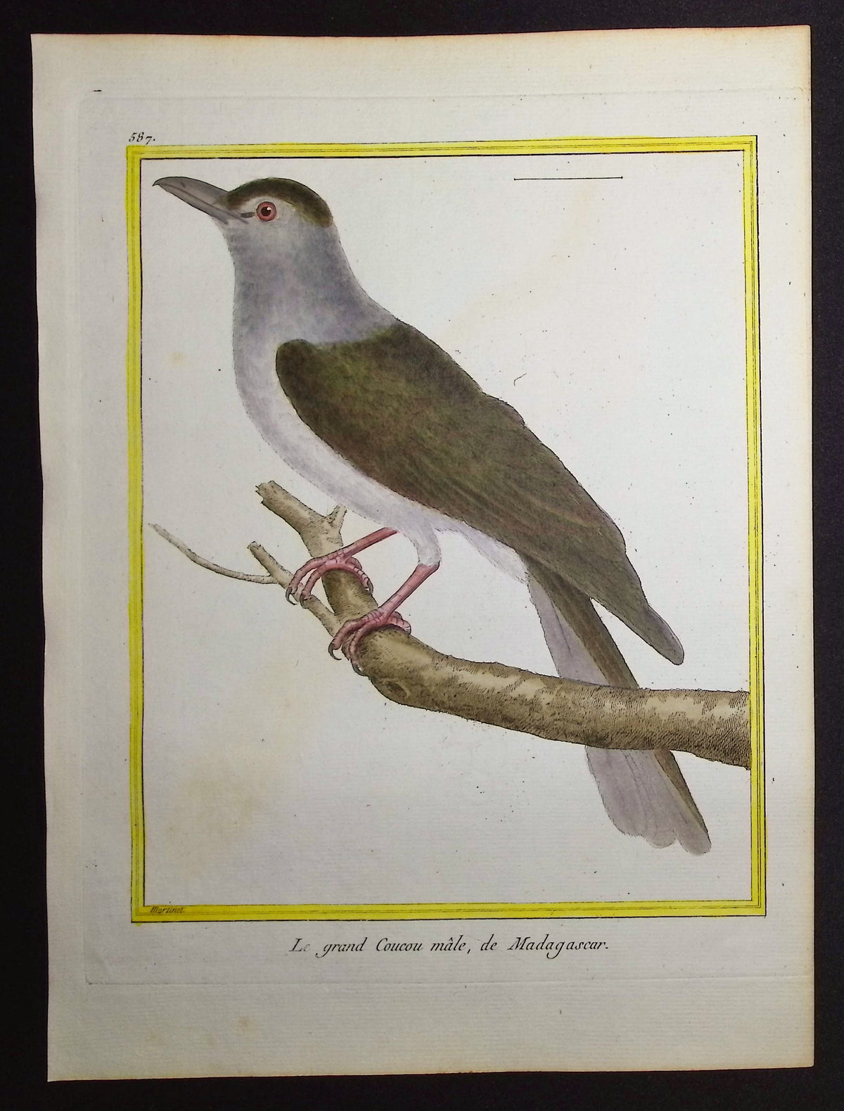 Cuckoo