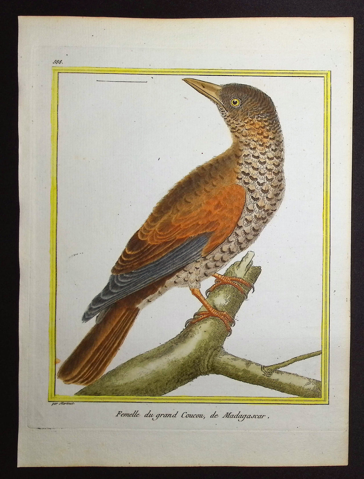 Cuckoo