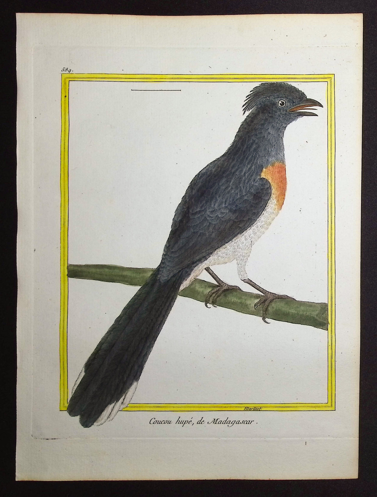 Cuckoo