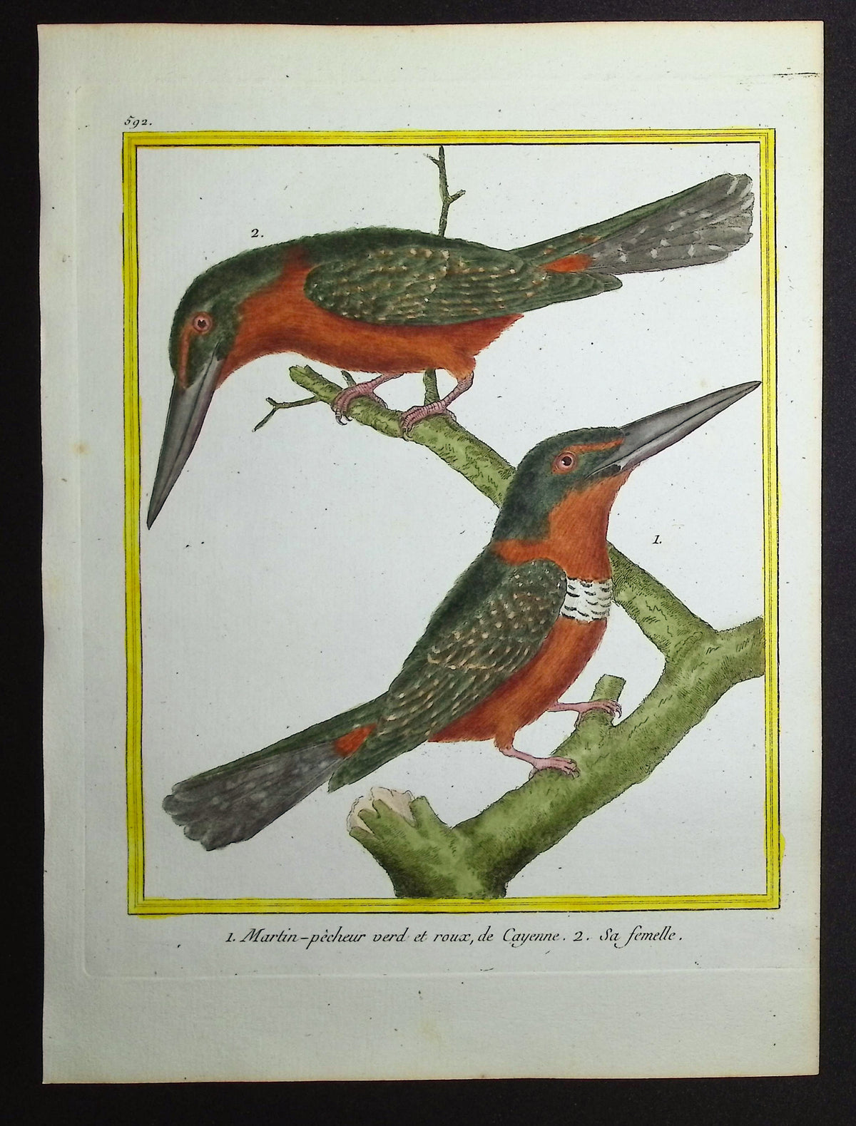 Kingfisher