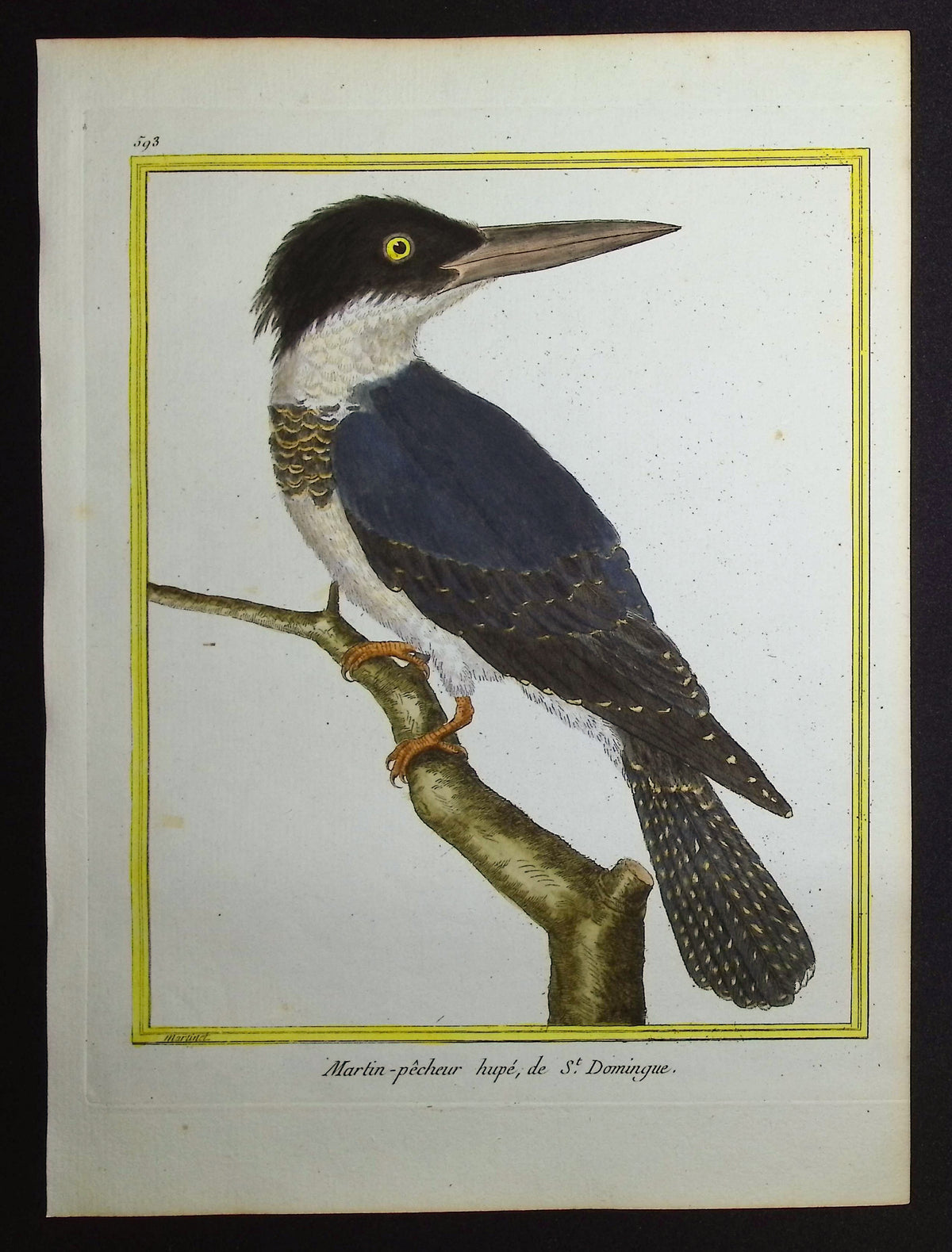 Kingfisher