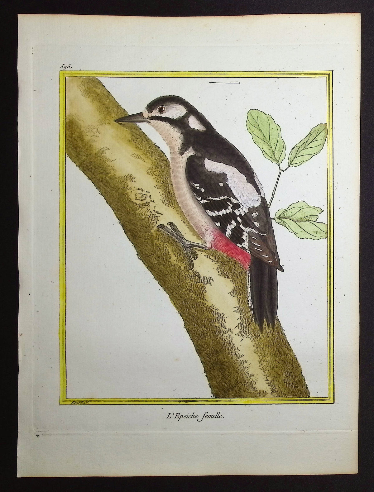 Woodpecker