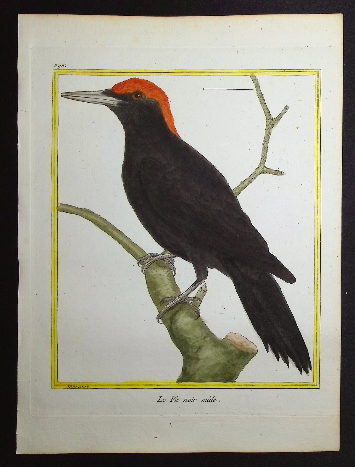 Woodpecker