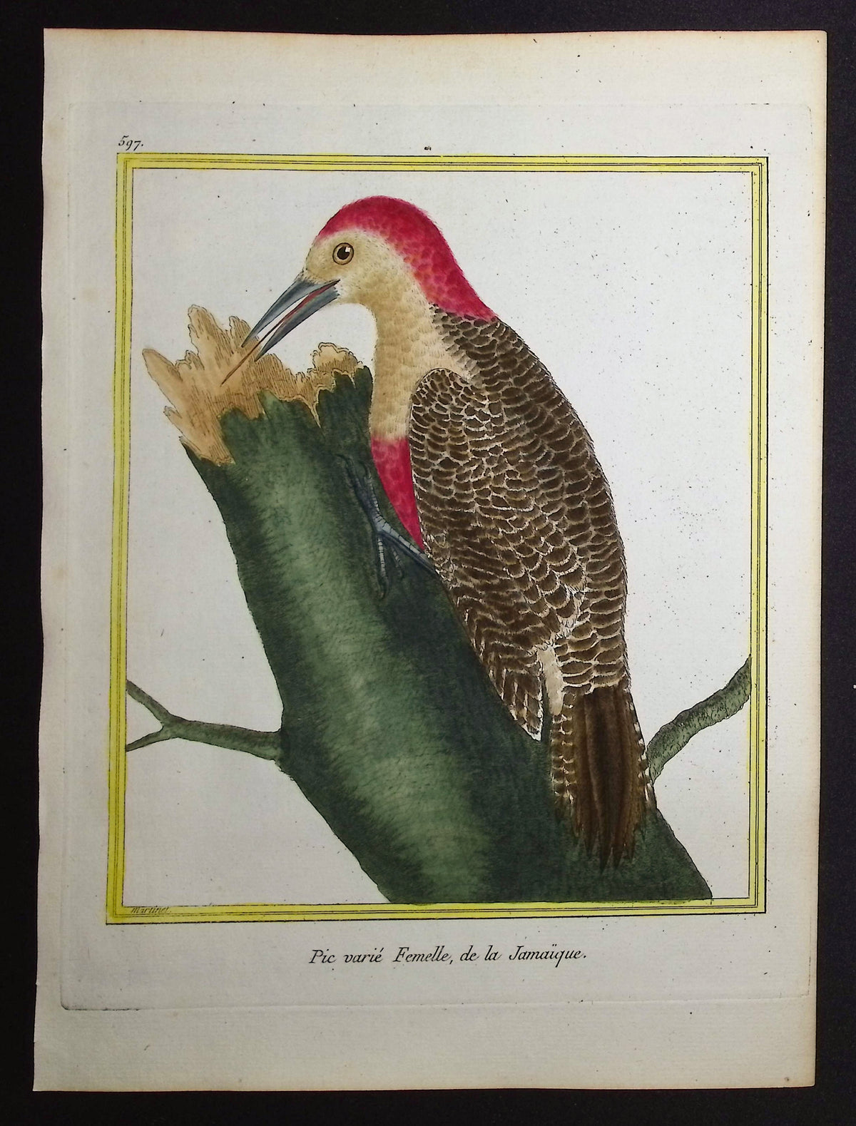 Woodpecker