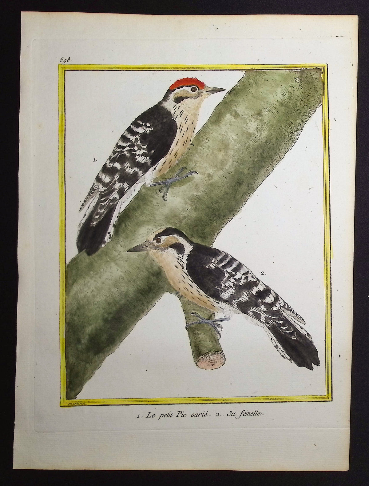 Woodpecker